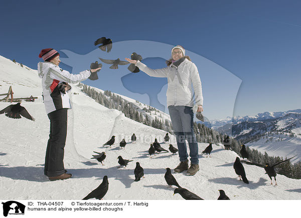 Menschen und Alpendohlen / humans and alpine yellow-billed choughs / THA-04507