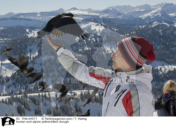 Mensch und Alpendohle / human and alpine yellow-billed chough / THA-04511