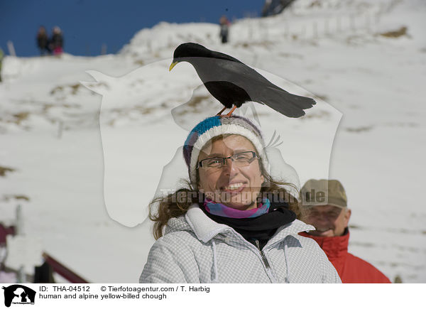 Mensch und Alpendohle / human and alpine yellow-billed chough / THA-04512