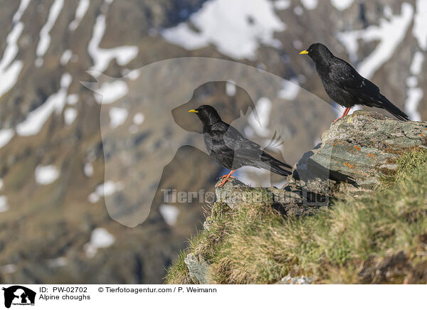 Alpine choughs / PW-02702