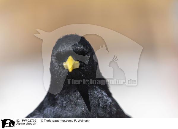 Alpine chough / PW-02706