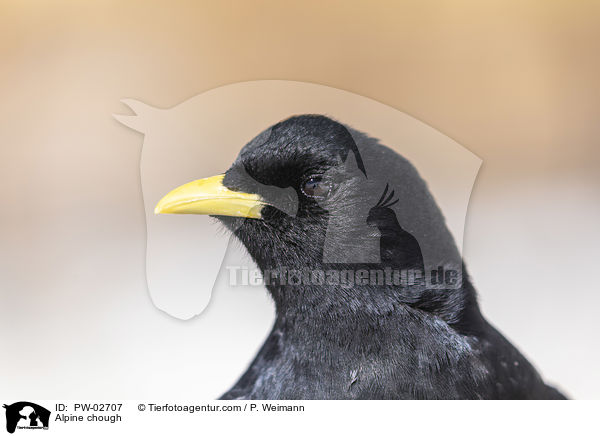 Alpendohle / Alpine chough / PW-02707