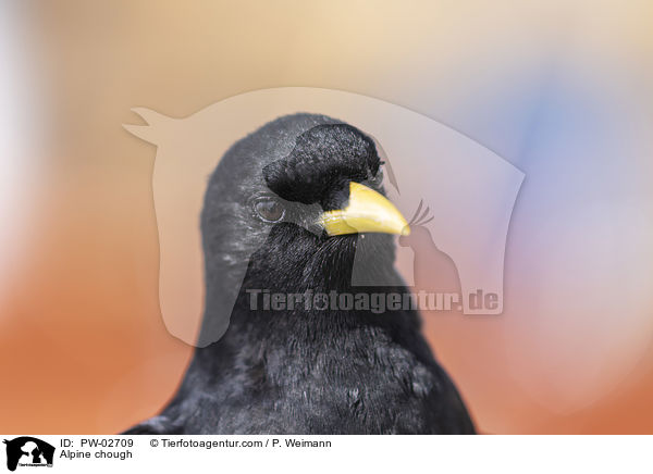 Alpendohle / Alpine chough / PW-02709
