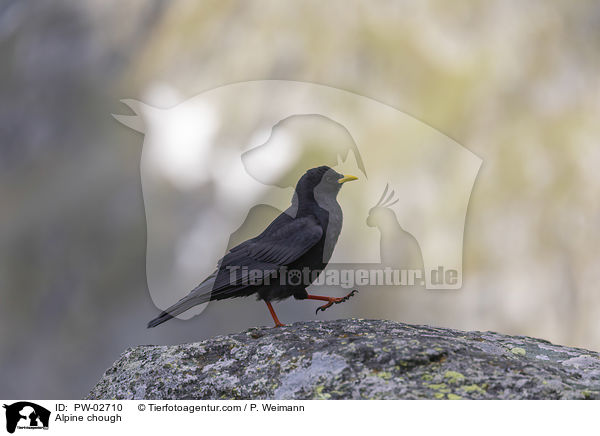Alpendohle / Alpine chough / PW-02710