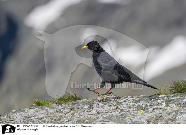 Alpine chough / PW-11066