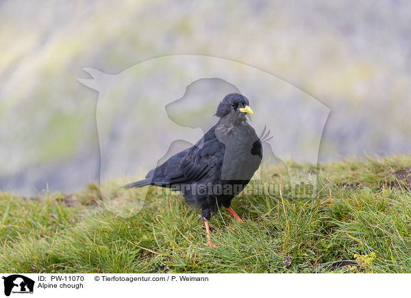 Alpine chough / PW-11070