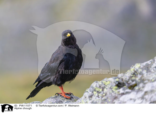 Alpine chough / PW-11071