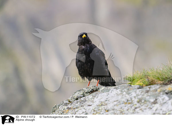 Alpine chough / PW-11072