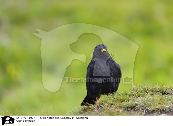 Alpendohle / Alpine chough / PW-11074