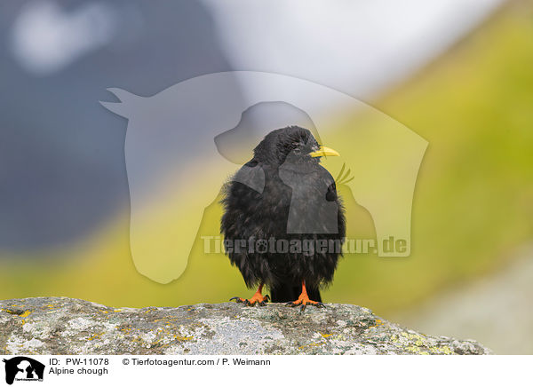 Alpendohle / Alpine chough / PW-11078