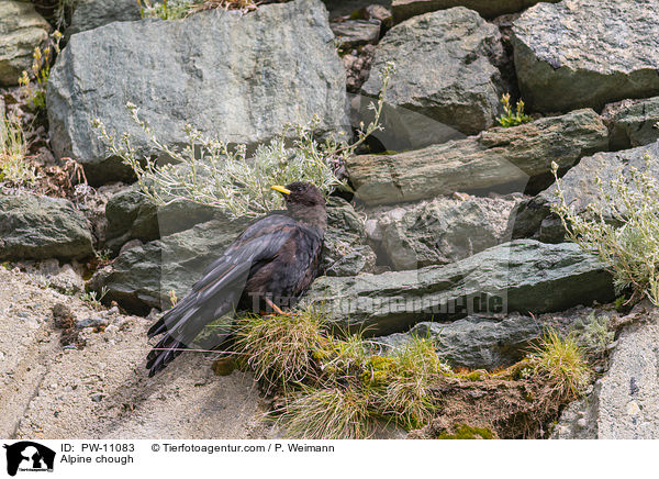 Alpendohle / Alpine chough / PW-11083