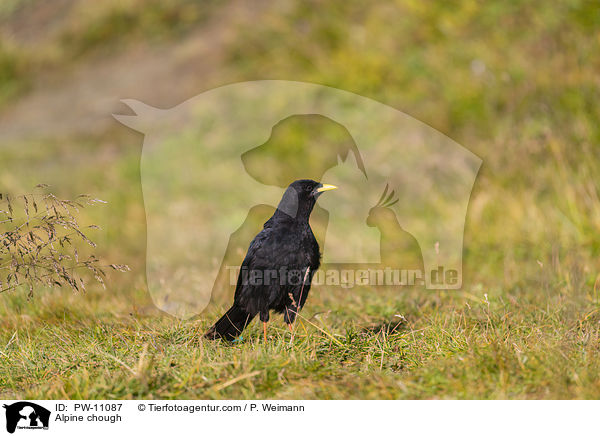 Alpendohle / Alpine chough / PW-11087