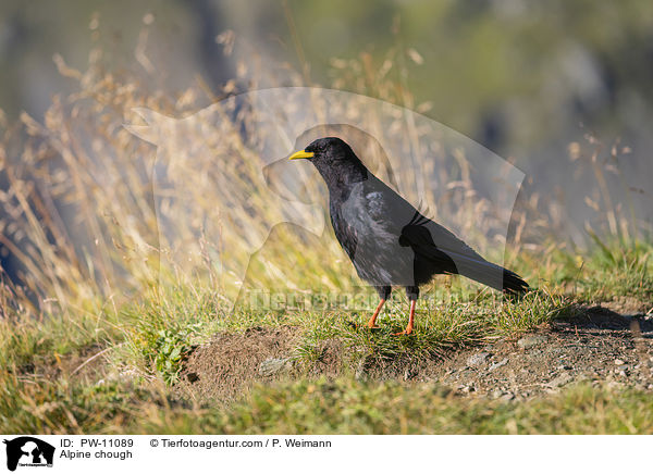Alpine chough / PW-11089