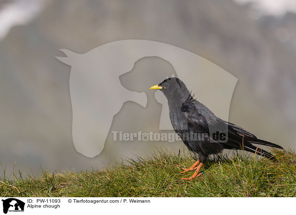 Alpendohle / Alpine chough / PW-11093
