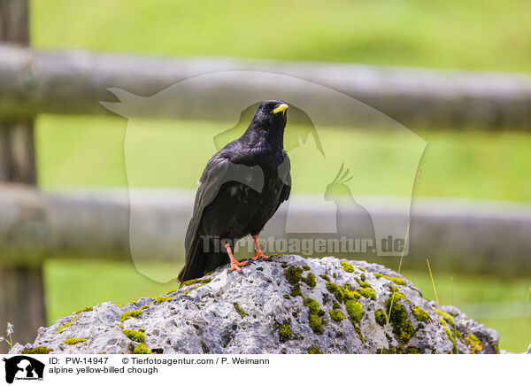 alpine yellow-billed chough / PW-14947