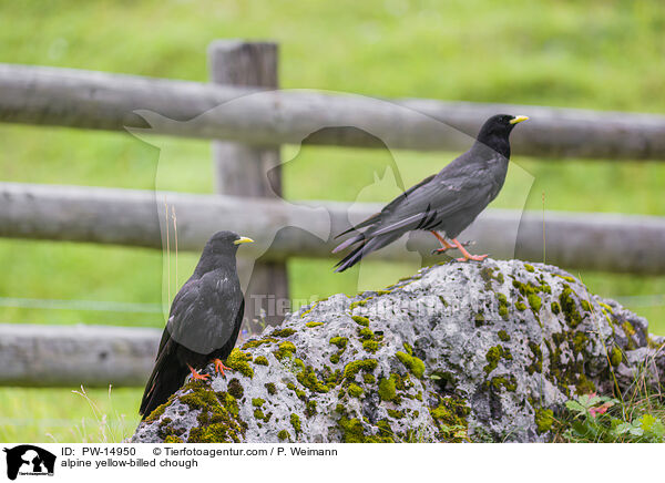 Alpendohlen / alpine yellow-billed chough / PW-14950