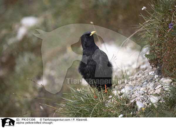 Alpendohle / alpine yellow-billed chough / PK-01396