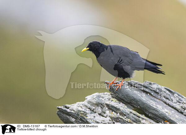 Alpendohle / Yellow-billed chough / DMS-13167