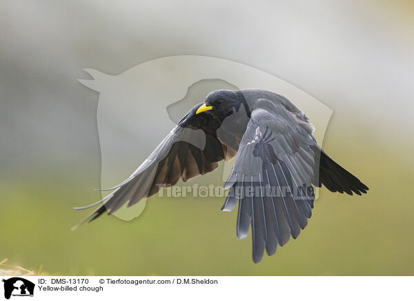 Alpendohle / Yellow-billed chough / DMS-13170