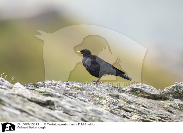 Alpendohle / Yellow-billed chough / DMS-13171