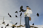 human and alpine yellow-billed choughs