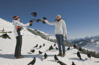 humans and alpine yellow-billed choughs