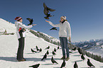 humans and alpine yellow-billed choughs
