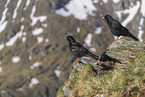 Alpine choughs