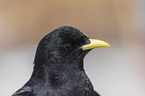 Alpine chough