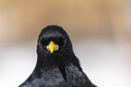 Alpine chough