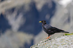 Alpine chough