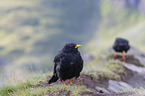 Alpine chough