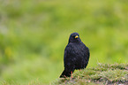 Alpine chough
