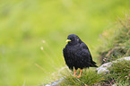 Alpine chough