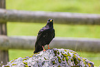 alpine yellow-billed chough