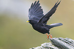 Yellow-billed chough
