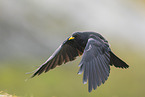 Yellow-billed chough