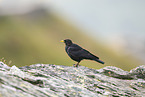 Yellow-billed chough