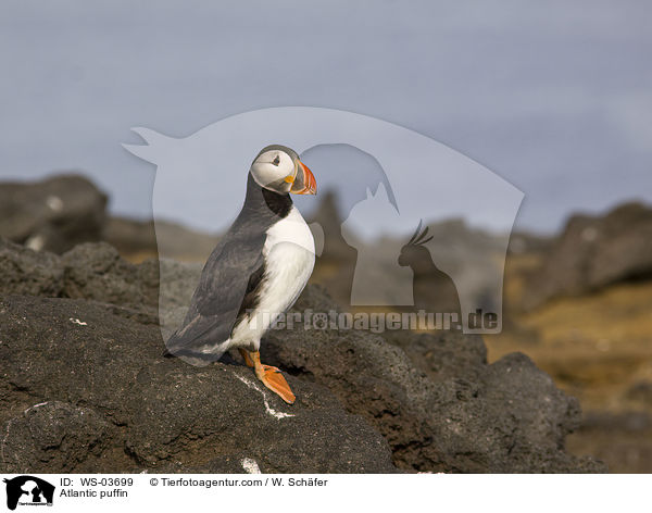 Papageitaucher / Atlantic puffin / WS-03699