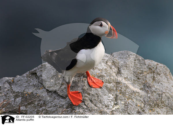 Papageitaucher / Atlantic puffin / FF-02205