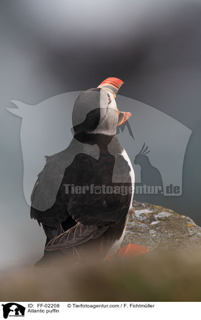 Papageitaucher / Atlantic puffin / FF-02208