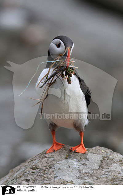 Papageitaucher / Atlantic puffin / FF-02220