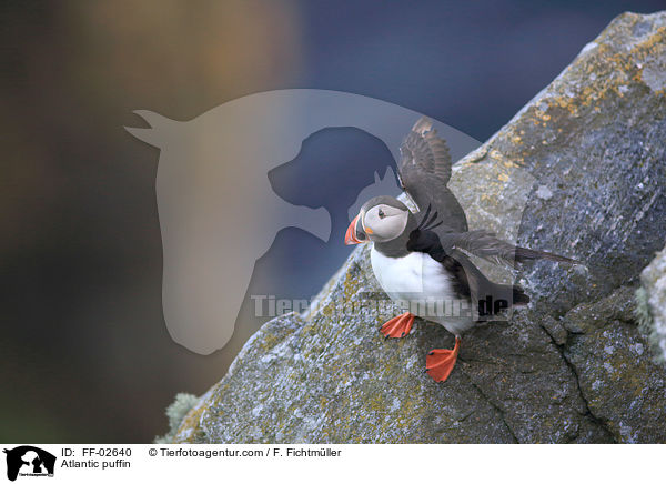 Papageitaucher / Atlantic puffin / FF-02640
