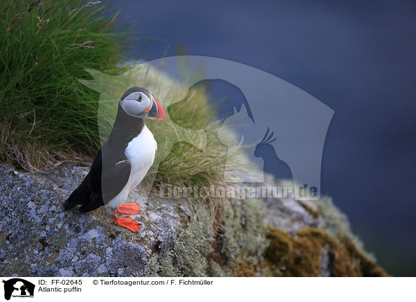 Papageitaucher / Atlantic puffin / FF-02645