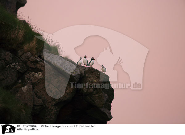 Papageitaucher / Atlantic puffins / FF-02664