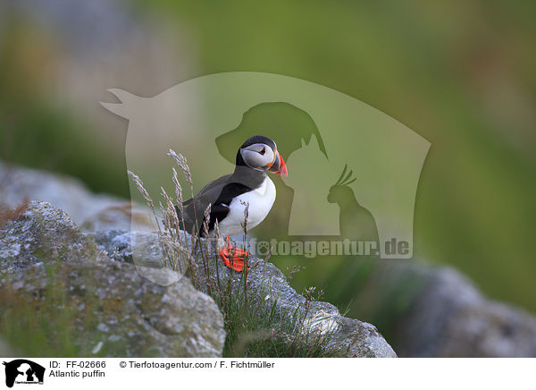 Papageitaucher / Atlantic puffin / FF-02666