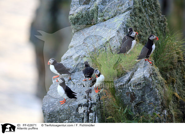 Papageitaucher / Atlantic puffins / FF-02671