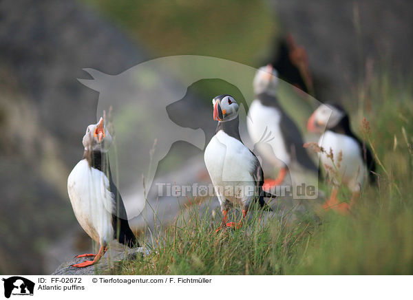 Papageitaucher / Atlantic puffins / FF-02672