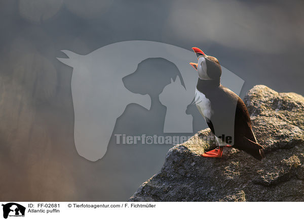 Papageitaucher / Atlantic puffin / FF-02681