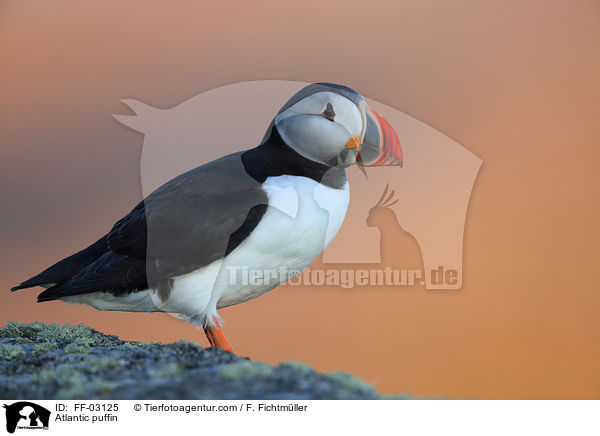 Atlantic puffin / FF-03125